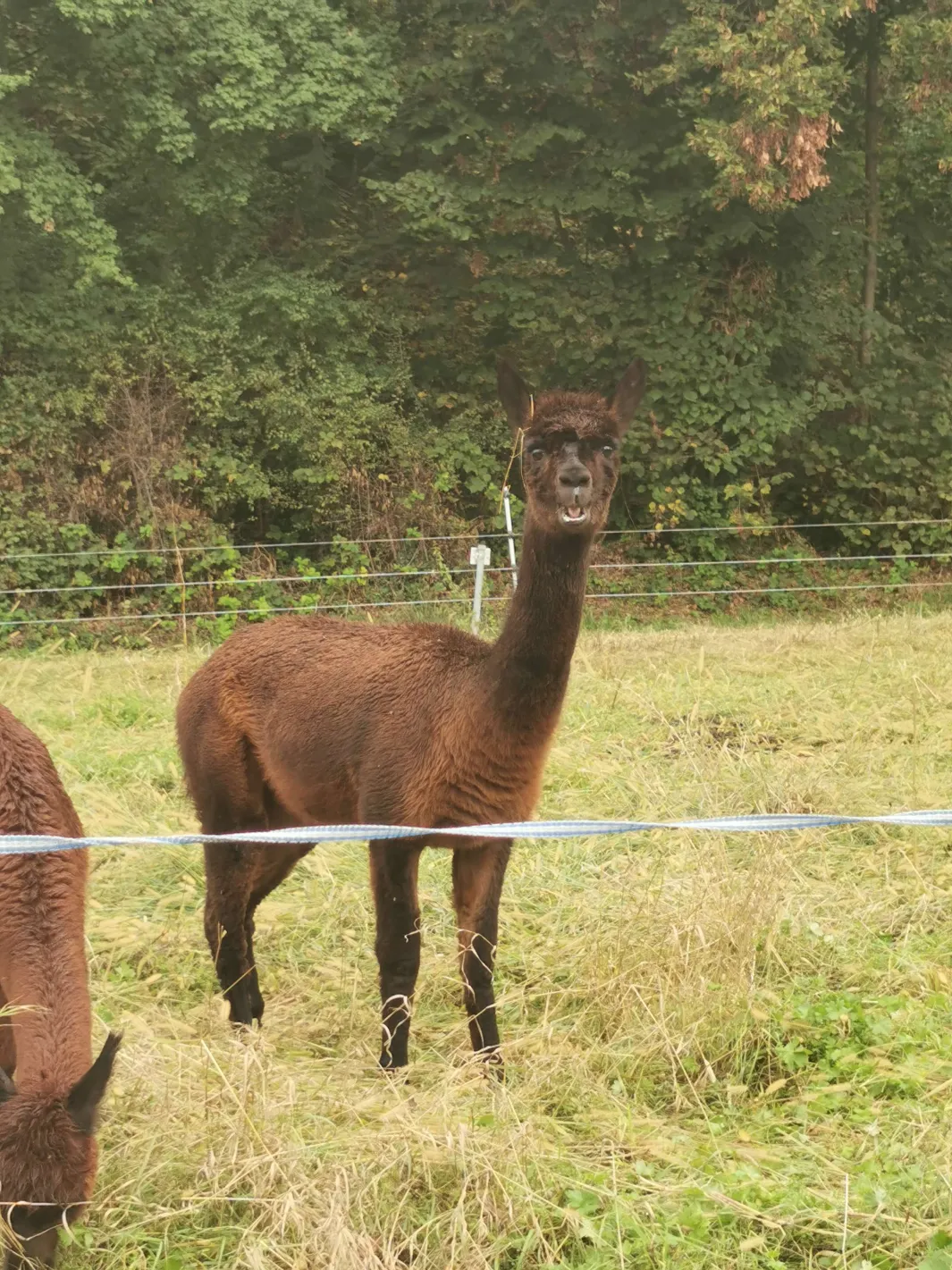 Llama
